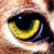 :icondvk-photography: