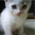 :icondyira: