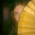 :icondylaila13: