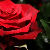 :icondyn-e-motion: