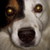 :icondyslecticdog: