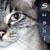 :icondzayde:
