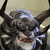 :icondzinkey: