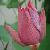 :icone-co: