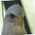 :iconeagle-3y3:
