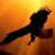 :iconeagle-flyte: