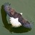 :iconeagleboi: