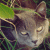 :iconeaglewings:
