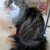 :iconeaglewingwarriorcat: