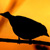 :iconearly-birdie: