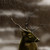 :iconearthenfox: