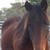 :iconeastwoodstables: