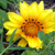 :iconeatin-yellow-flowers: