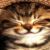 :iconebelinq: