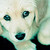 :iconebiradogs: