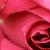 :iconebonyrosekey: