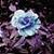 :iconebonyshadow: