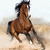 :iconebookshorse: