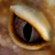 :iconec-designs: