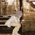 :iconeccentric-kitten: