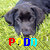 :iconecho-podd: