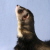 :iconechoosmosis: