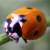 :iconeckigekatze:
