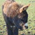 :iconeclipse1928: