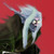 :iconedalin: