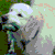 :iconedam:
