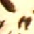 :iconedanightshade: