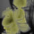 :iconedavy: