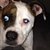 :iconedawg-the-unicorn: