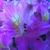 :iconedawns-provocative: