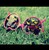 :iconedenrocksyoursox: