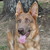 :iconedgekennel: