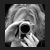 :iconedily: