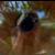 :iconedledhron: