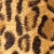 :iconedorap: