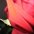 :iconedub713: