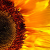 :iconedwarddphoto: