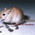 :iconedwardrichtofenmp40: