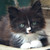 :iconEe-Vet: