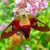 EeyoreForLife :iconeeyoreforlife: