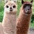 :iconeflores85658: