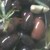 :iconegeo03: