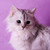 :iconehsan84:
