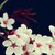 :iconeilish-epidemic: