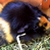 :iconeispinguin: