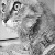 :iconel-feather: